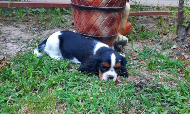 Cavalier King Charles Spániel