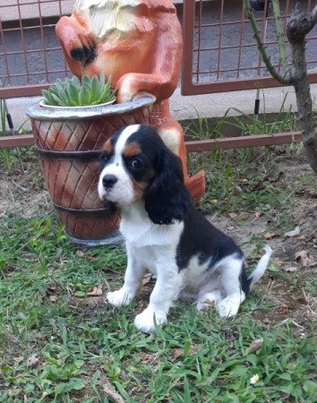 Cavalier King Charles Spániel