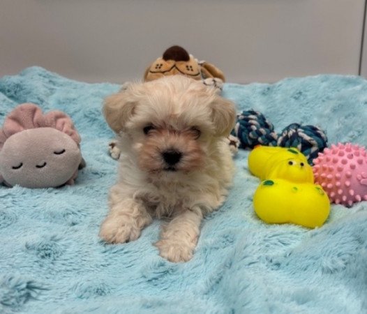 Maltipoo