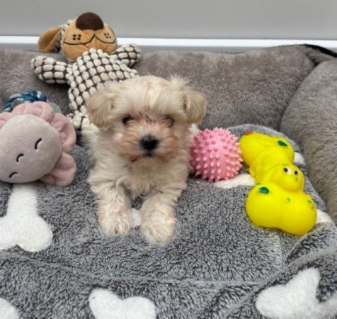 Maltipoo