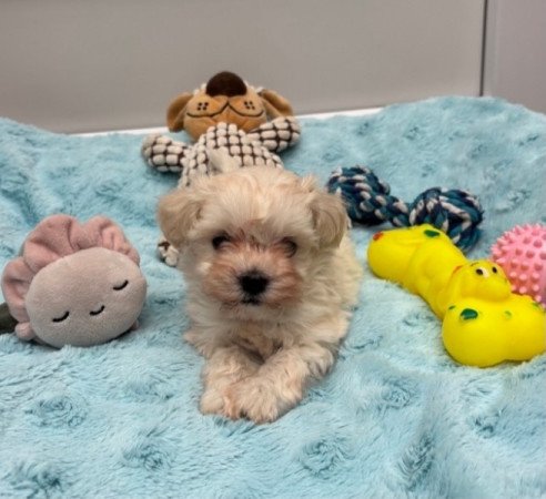 Maltipoo