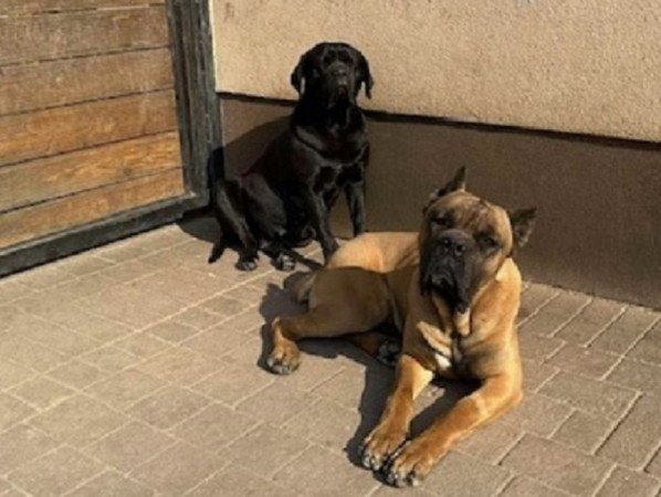 Cane Corso