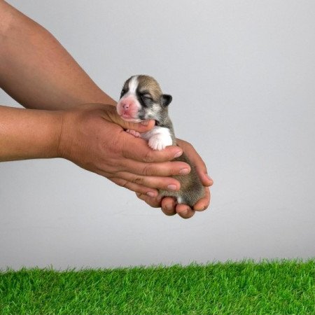 Pembroke Welsh Corgi