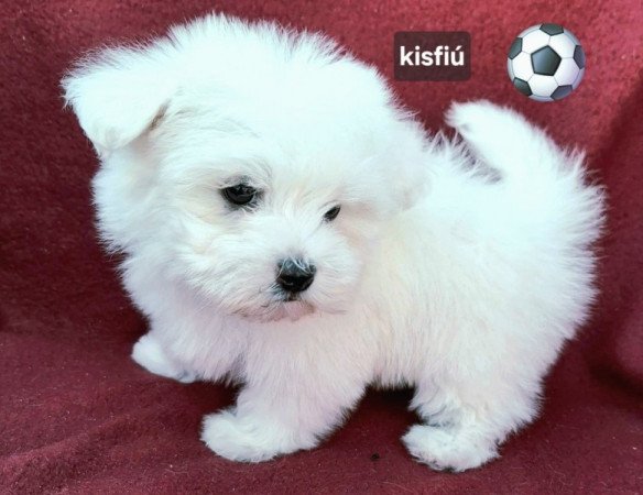 Bichon havanese