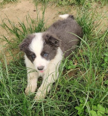 Border collie