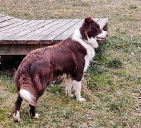 Border collie