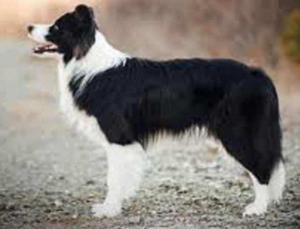 Border collie