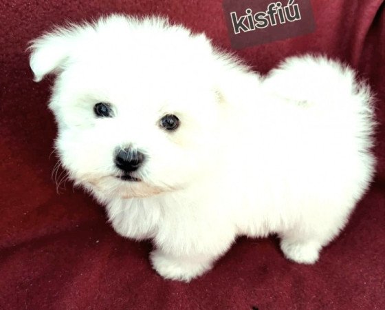 Bichon havanese