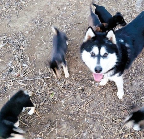 Husky - Rottweiler