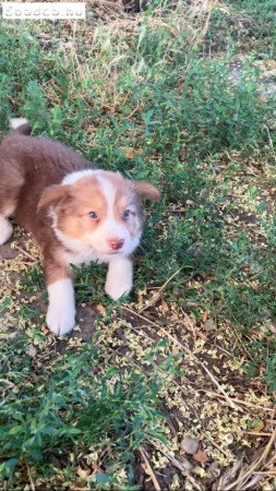 Gyonyoru Border Collie 06705977515