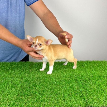 Csivava