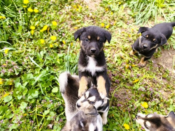 Husky - Rottweiler