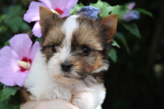 White Ocean Pear Yorkshire Terrier