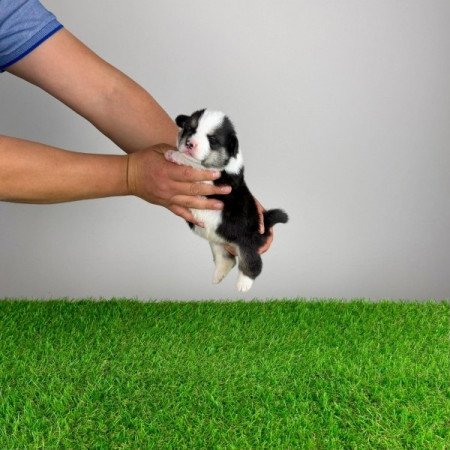 Pembroke Welsh Corgi