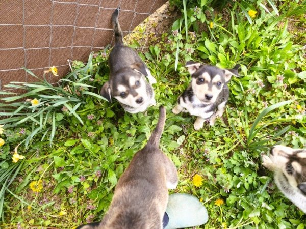 Husky - Rottweiler