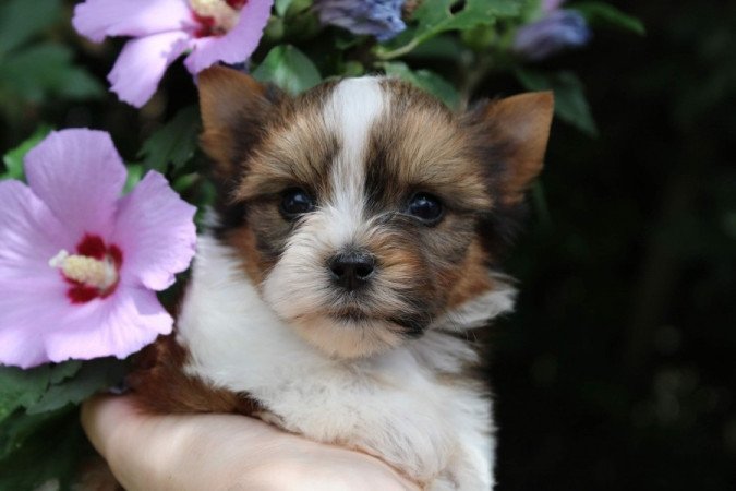 White Ocean Pear Yorkshire Terrier