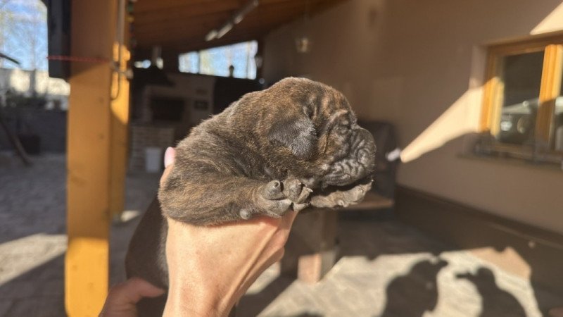 Cane Corso