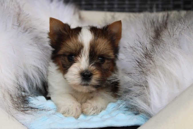 White Ocean Pear Yorkshire Terrier