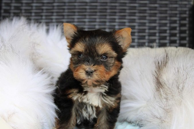 Balck and tan Yorkshire Terrier