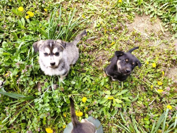 Husky - Rottweiler