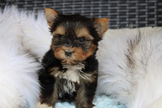 Balck and tan Yorkshire Terrier