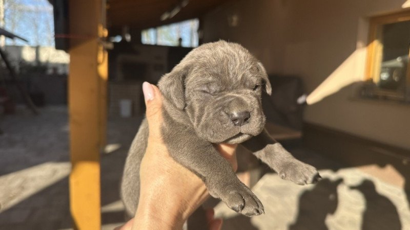 Cane Corso