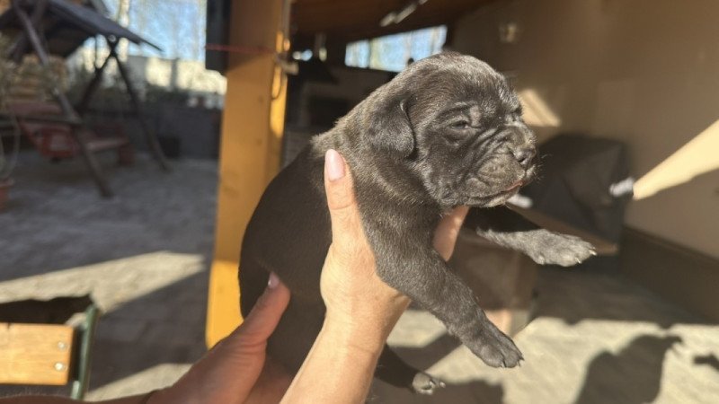 Cane Corso