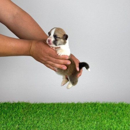 Pembroke Welsh Corgi