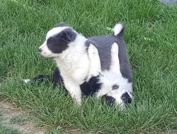 Border collie