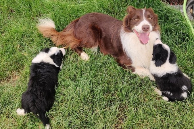 Border collie