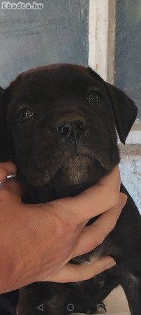 Cane corso  kislány