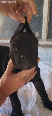 Cane corso  kislány