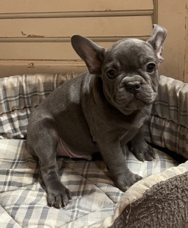 Francia bulldog