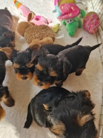 Yorkshire terrier