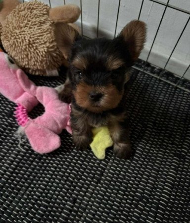 Yorkshire terrier