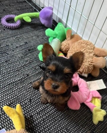 Yorkshire terrier