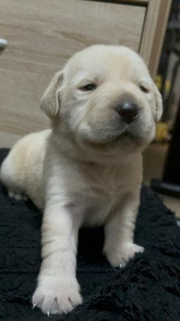 Labrador