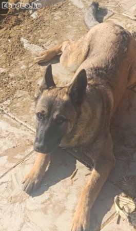 Eladó belga németjuhász keverék