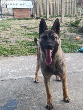 Eladó belga németjuhász keverék