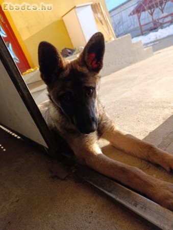 Eladó belga németjuhász keverék