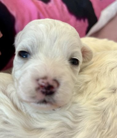 Máltai selyem