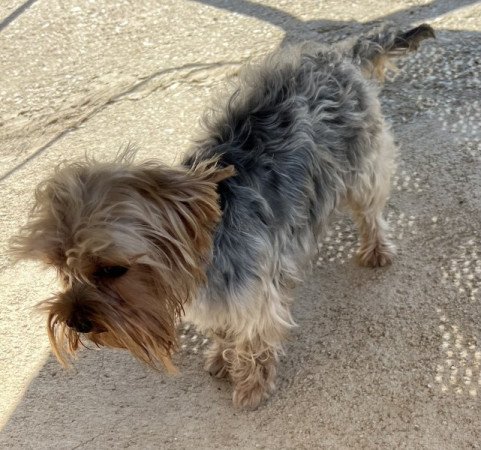 Yorkshire terrier