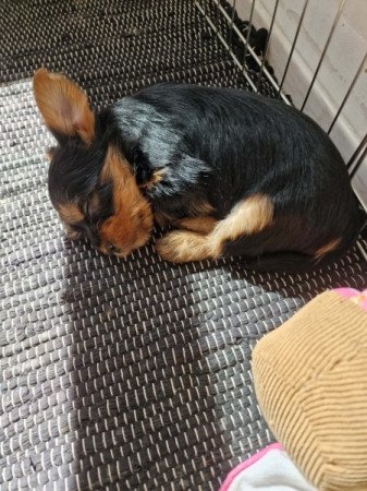 Yorkshire terrier
