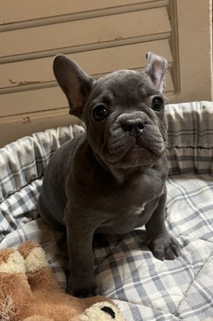 Francia bulldog