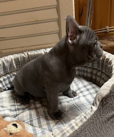 Francia bulldog
