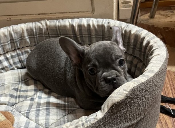Francia bulldog