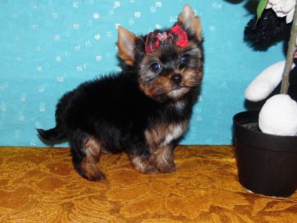 Yorkshire Terrier, Yorki