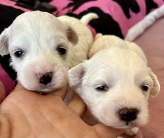 Máltai selyem