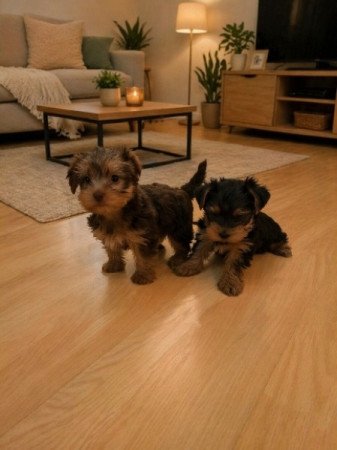 yorki yorkshire