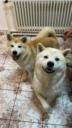 Akita inu